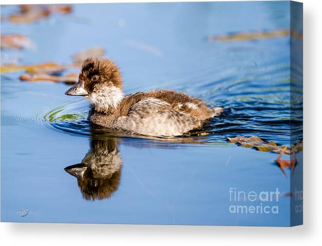 Common Goldeneye Canvas Print featuring the photograph Goldeneye young by Torbjorn Swenelius