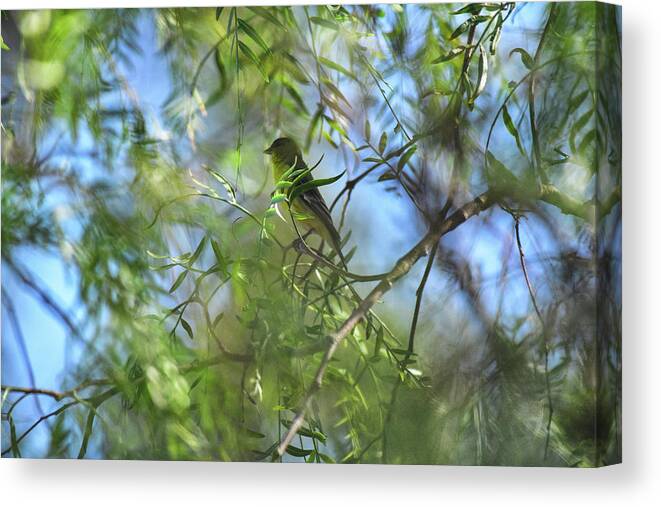 Linda Brody Canvas Print featuring the photograph Goldfinch in the Green Leaves I by Linda Brody