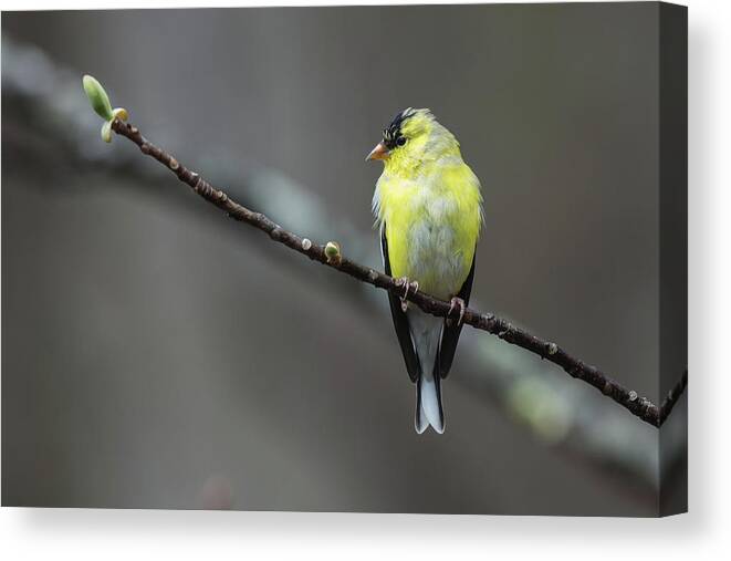 Birds Canvas Print featuring the photograph Goldfinch with Spring Buds by John Haldane