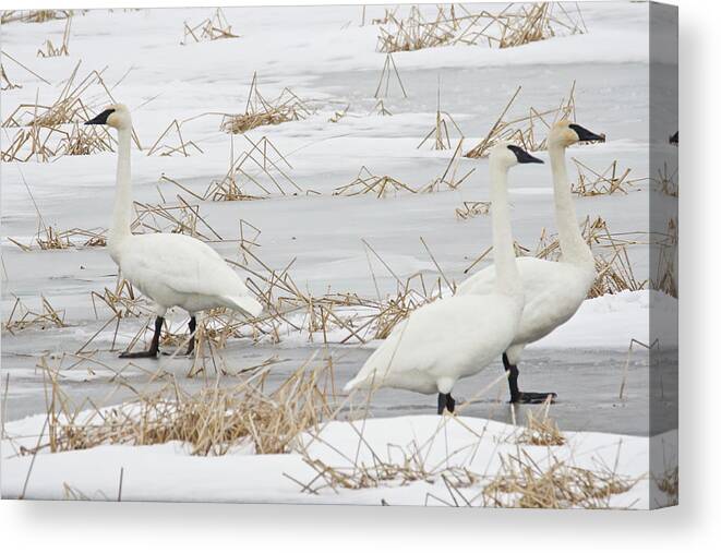 Snow Canvas Print featuring the photograph Go Your Own Way by Michael Peychich