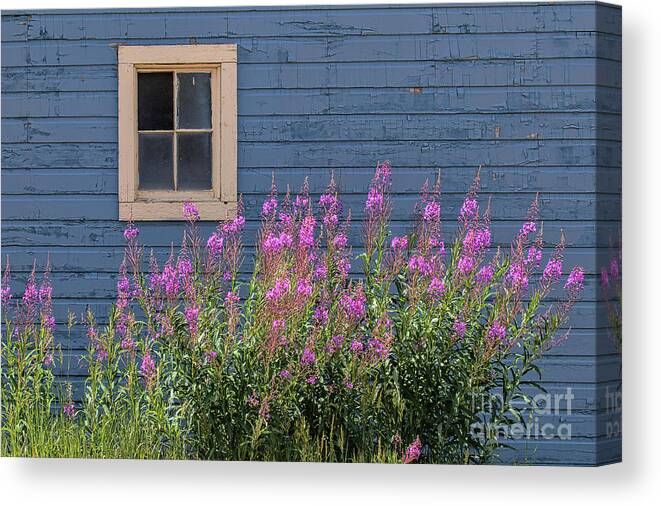 Fireweed Canvas Print featuring the photograph Gone Missing by Jim Garrison