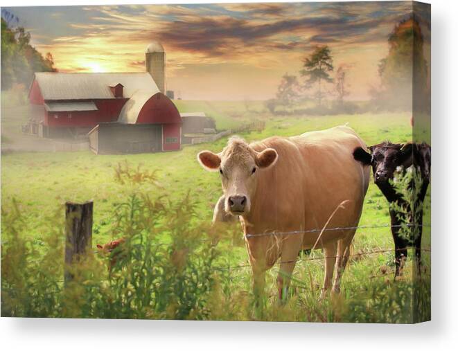 Cows Canvas Print featuring the photograph Good Morning by Lori Deiter