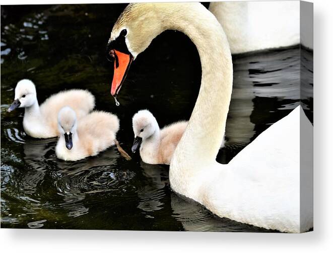 Swans Canvas Print featuring the photograph Good parenting by Chuck Brown