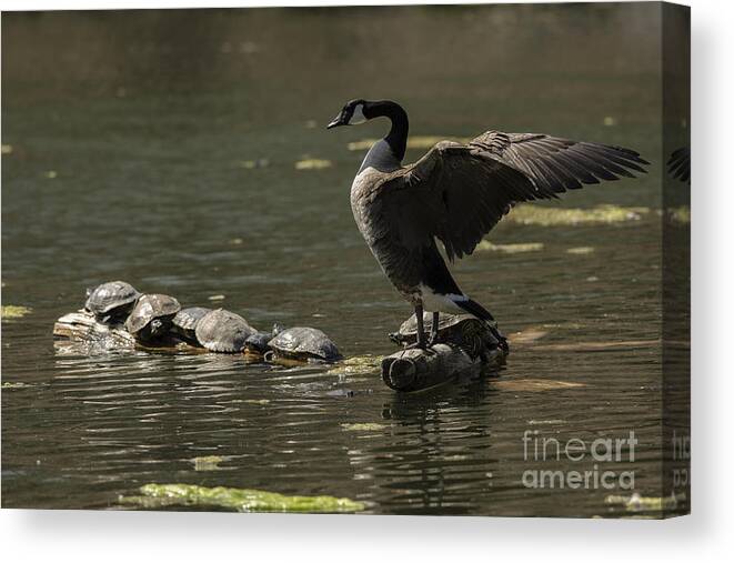 Canada Goose Canvas Print featuring the photograph Goose and turtles by JT Lewis