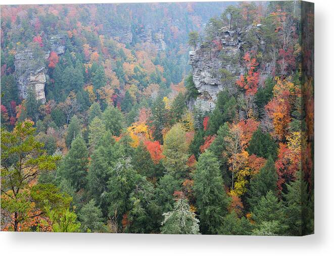 Falls Creek Falls State Park Canvas Print featuring the photograph Gorge At Falls Creek Falls State Park by Alan Lenk
