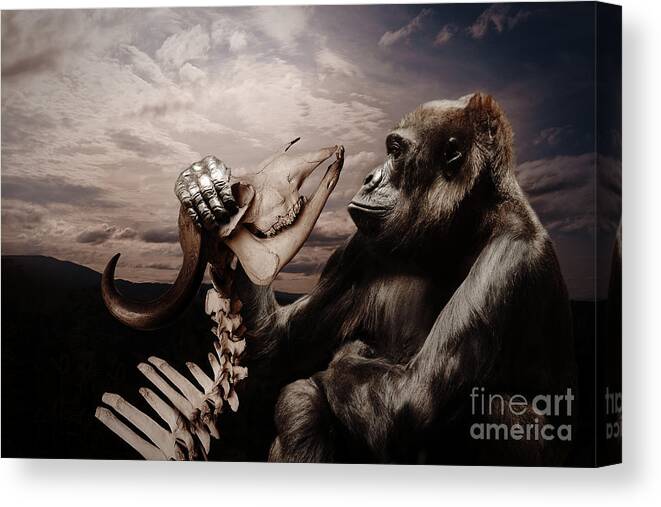 Gorilla Canvas Print featuring the photograph Gorilla and Bones by Christine Sponchia