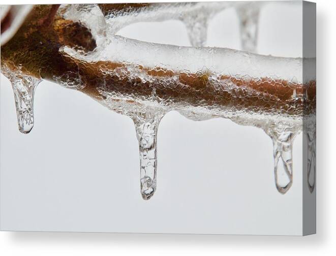 Ice Canvas Print featuring the photograph Got You Covered by Greg Hayhoe