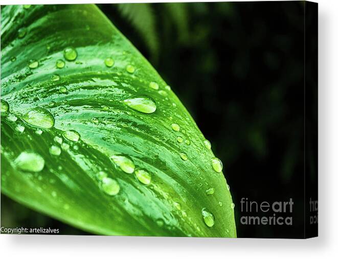  Canvas Print featuring the photograph Gotas by Liz Alves