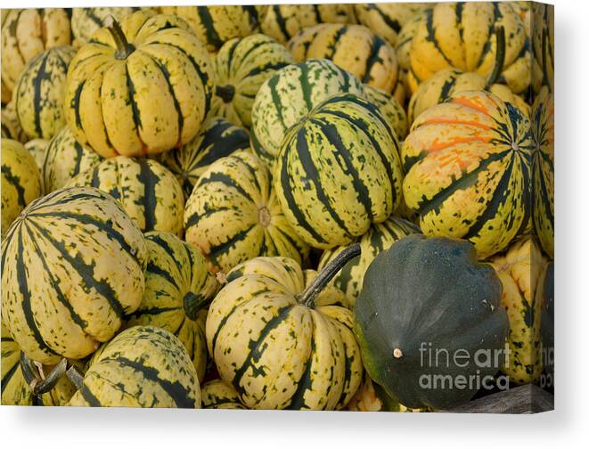 Food Canvas Print featuring the photograph Gourd Harvest - Yellow and Green by Jason Freedman