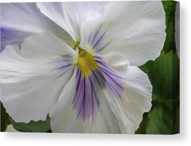 Pansy Canvas Print featuring the photograph Grace by Cathy Kovarik