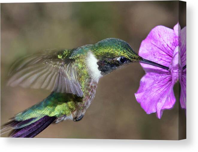 Ruby-throated Hummingbird Canvas Print featuring the photograph Grace in Green and Purple by Leda Robertson