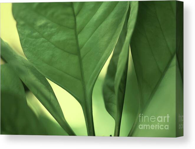 Abstract Canvas Print featuring the photograph Grace of Green by Karen Adams