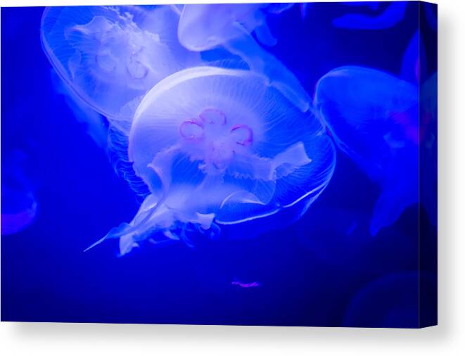 Jellyfish Canvas Print featuring the photograph Graceful by Frank Mari