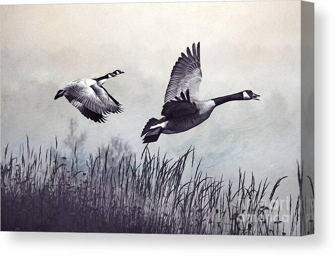 Canada Geese Canvas Print featuring the photograph Graceful Canada Geese by Laura D Young