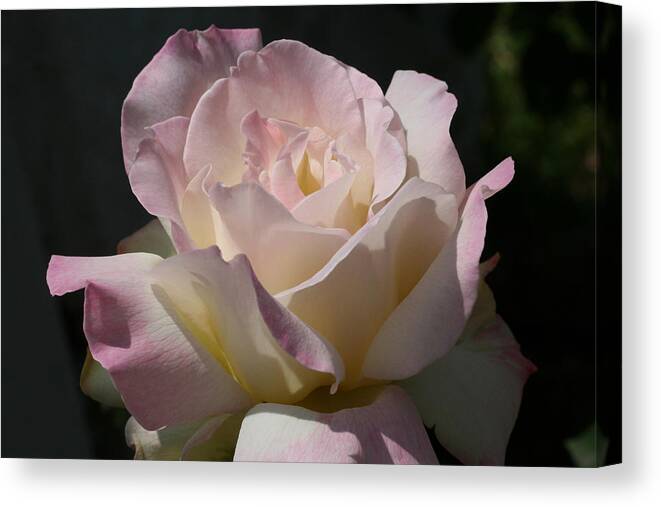 Rose Canvas Print featuring the photograph Grandma Frieda by Tammy Pool
