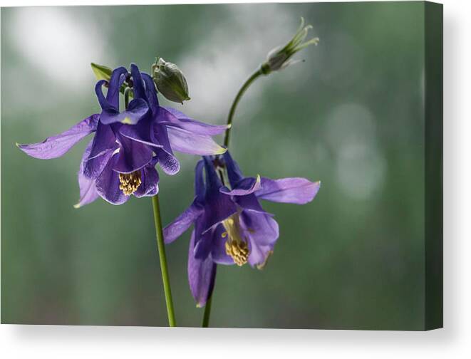 Floral Canvas Print featuring the photograph Granny's Purple Bonnet by Maggie Terlecki