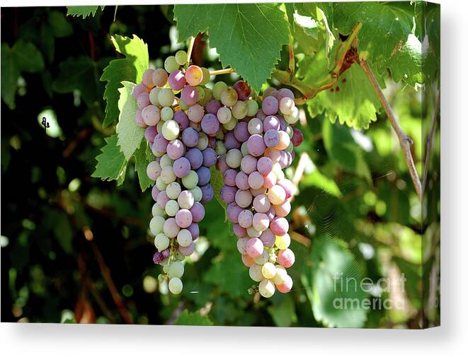 Grapes Canvas Print featuring the photograph Grapes in color by Frank Stallone