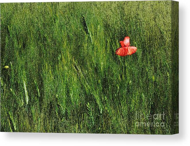 Art Canvas Print featuring the photograph Grassland and Red Poppy Flower 2 by Jean Bernard Roussilhe