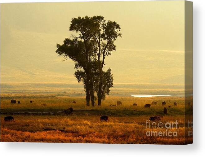 Lamar Valley Sunset Canvas Print featuring the photograph Grazing Around The Tree by Adam Jewell
