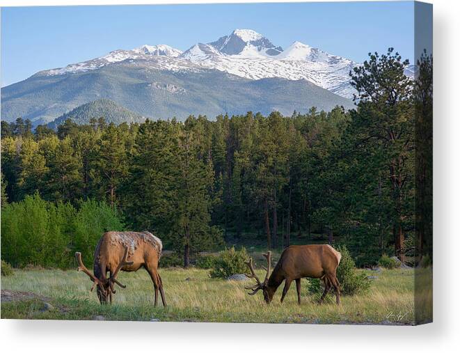 Elk Canvas Print featuring the photograph Grazing Elk with Longs Peak by Aaron Spong