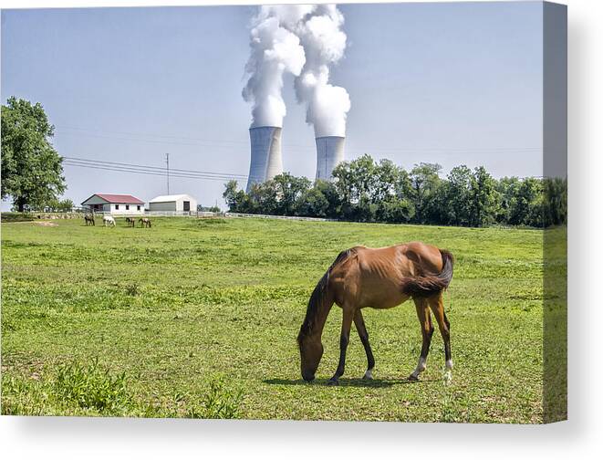 Grazing Canvas Print featuring the photograph Grazing Horse Near Limerick Pa by Bill Cannon