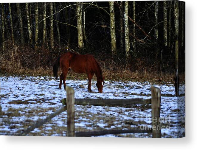 Clay Canvas Print featuring the photograph Grazing In A Washington Winter by Clayton Bruster