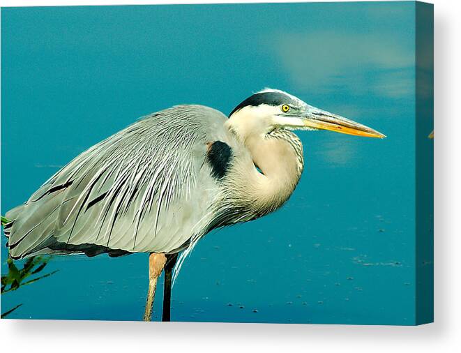 Animal Canvas Print featuring the photograph Great Blue Heron 1 by Duane Lipham