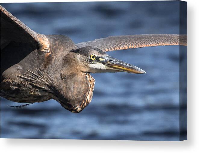 Greenfield Lake Canvas Print featuring the photograph Great Blue Heron close-Up by Kevin Giannini