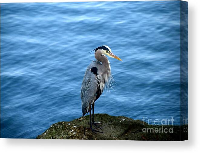 Great Blue Heron Canvas Print featuring the photograph Great Blue Heron by Johanne Peale