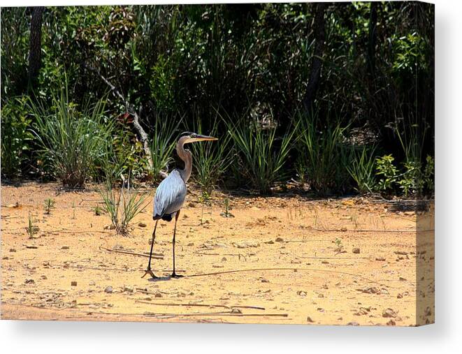 Nature Canvas Print featuring the photograph Great Blue Heron on Beach by Sheila Brown