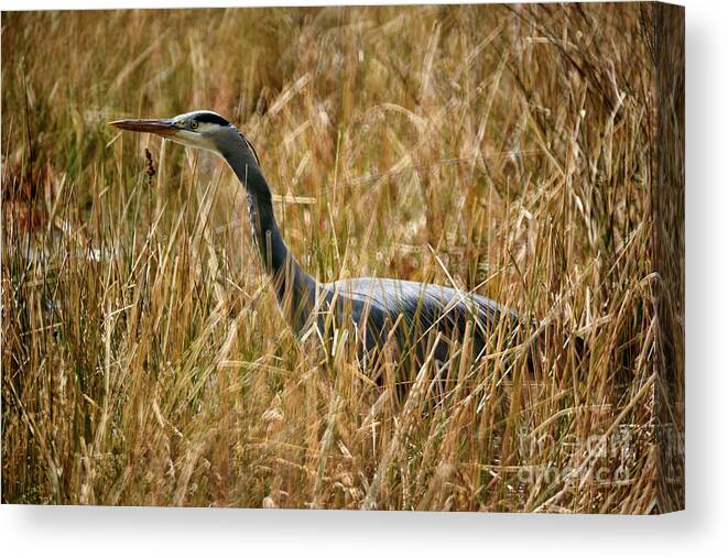 Terry Elniski Photography Canvas Print featuring the photograph Great Blue Heron On The Hunt 4 by Terry Elniski