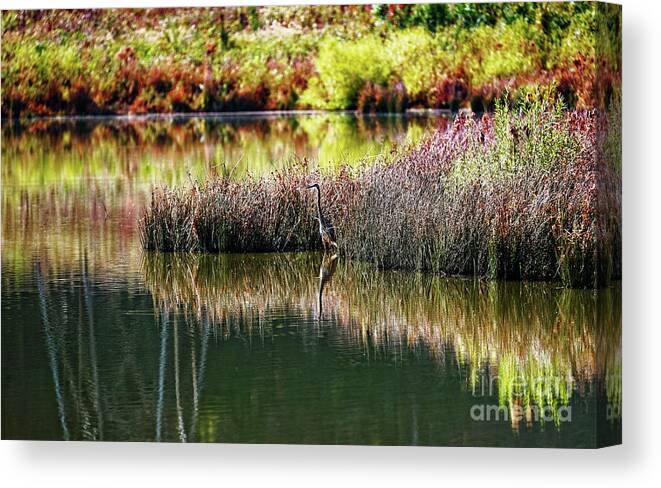 Great Blue Heron Canvas Print featuring the photograph Great Blue Heron by Paul Mashburn