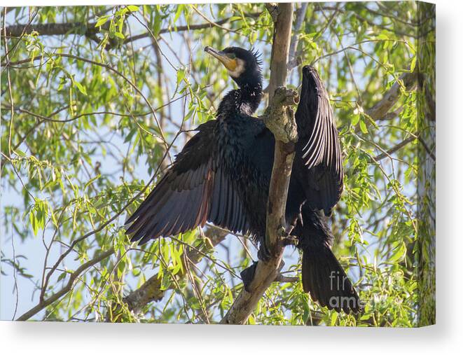 Animal Canvas Print featuring the photograph Great cormorant - high in the tree by Jivko Nakev