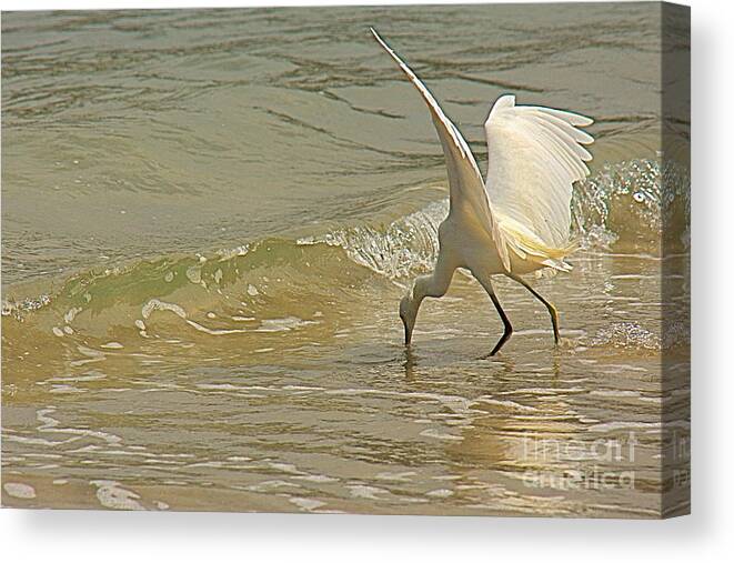 Egret Canvas Print featuring the photograph Great Egret 2 by Nicola Fiscarelli