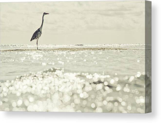 Animal Canvas Print featuring the photograph Great egret aka great white grey heron in Maldives by Srdjan Kirtic