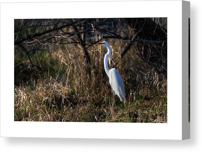 Great Egret Canvas Print featuring the photograph Great Egret Evening by Ed Peterson