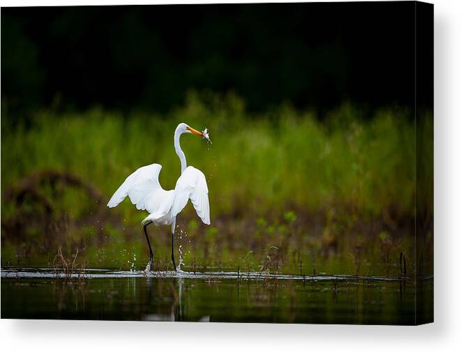 Nature Canvas Print featuring the photograph Great Egret, Great Fisherman by Jeff Phillippi