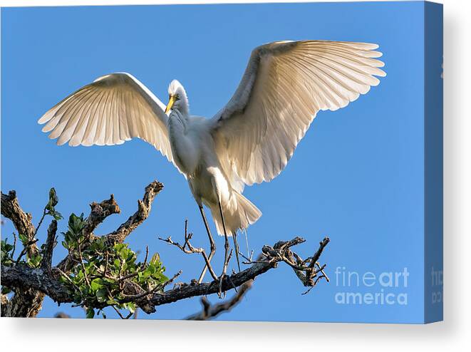 Egrets Canvas Print featuring the photograph Perfect Landing by DB Hayes