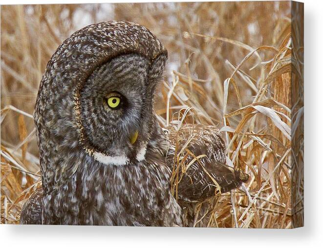 Owl Canvas Print featuring the photograph Great Gray on the Hunt I by Butch Lombardi