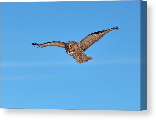 Great Gray Owl Canvas Print featuring the photograph Great Gray Owl by Asbed Iskedjian