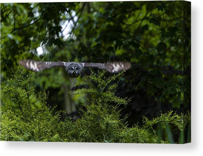 Great Grey Owl Canvas Print featuring the photograph Great Grey Owl in Flight by Andy Myatt