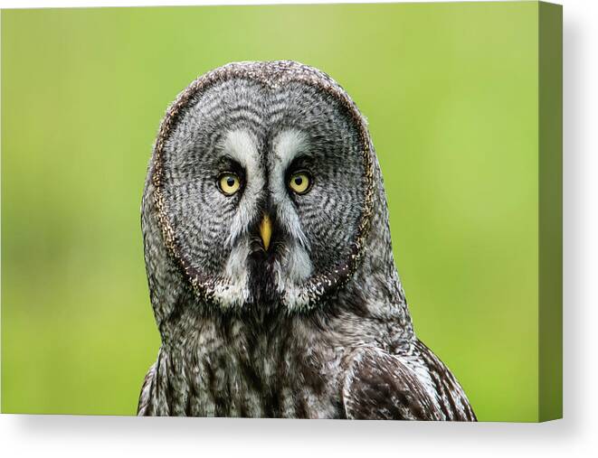 Great Grey's Portrait Canvas Print featuring the photograph Great Grey's Portrait by Torbjorn Swenelius