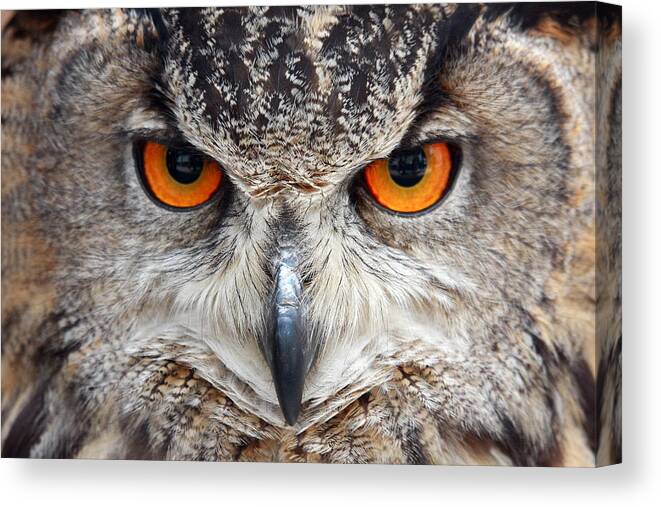 Great Horned Owl Canvas Print featuring the photograph Great horned Owl by Pierre Leclerc Photography