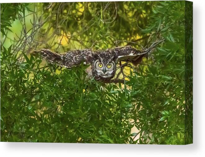 California Canvas Print featuring the photograph Great Horned Owl Take Off by Marc Crumpler