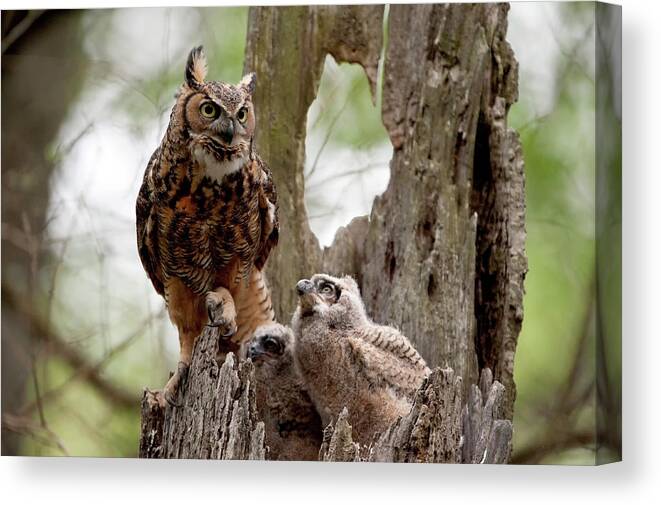 Great Horned Owl Canvas Print featuring the photograph Great Horned Owl with Babies by Donna Caplinger