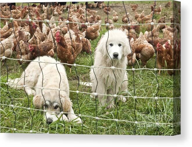 Free-range Chickens Canvas Print featuring the photograph Great Pyrenees Pups Guard Chickens by Inga Spence