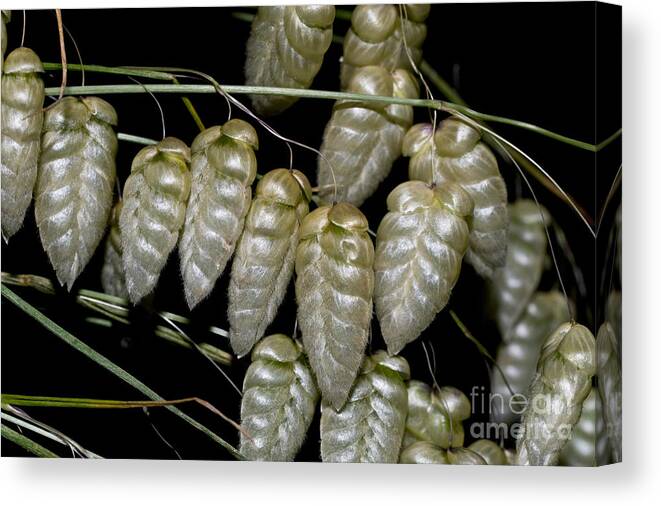Great Quaking Grass Canvas Print featuring the photograph Great Quaking Grass by Dr. Antoni Agelet