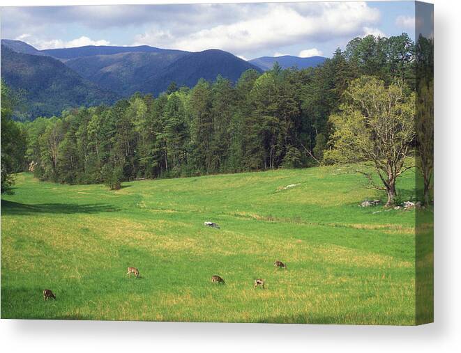 National Park Canvas Print featuring the photograph Great Smoky Mountains Deer Grazing in Field by John Burk