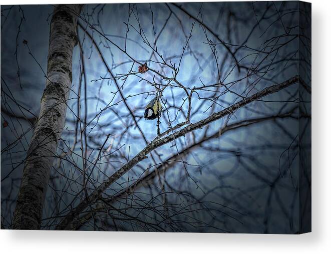 Great Tit Canvas Print featuring the photograph Great Tit 1a #go by Leif Sohlman