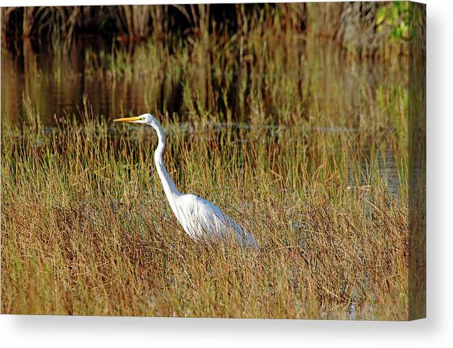 Great Egret Canvas Print featuring the photograph Great White Egret Hunting by Debbie Oppermann